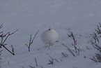 ptarmigan