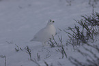 ptarmigan