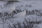 ptarmigan