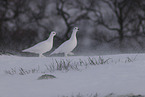 ptarmigan