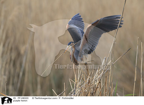 Purpurreiher / purple heron / FF-08000