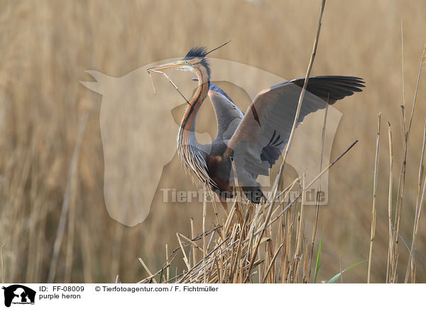 Purpurreiher / purple heron / FF-08009