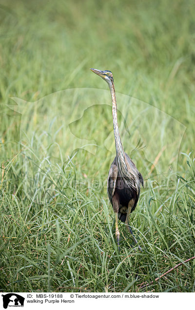 laufender Purpurreiher / walking Purple Heron / MBS-19188