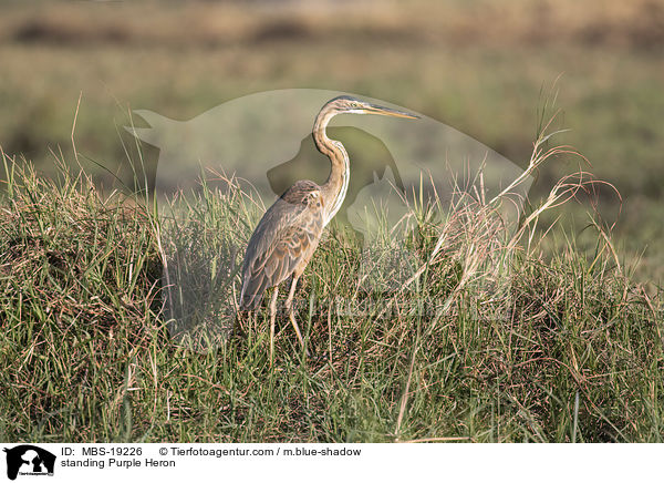 stehender Purpurreiher / standing Purple Heron / MBS-19226