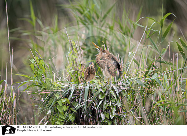 Purpurreiher im Nest / Purple Heron in the nest / MBS-19861