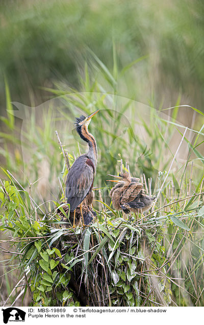 Purpurreiher im Nest / Purple Heron in the nest / MBS-19869