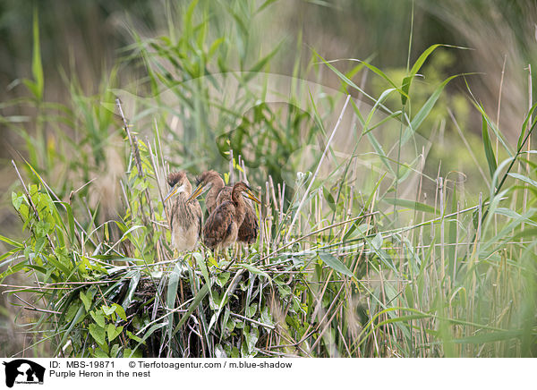 Purpurreiher im Nest / Purple Heron in the nest / MBS-19871