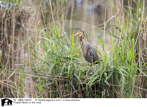 Purpurreiher im Nest / Purple Heron in the nest / MBS-19874