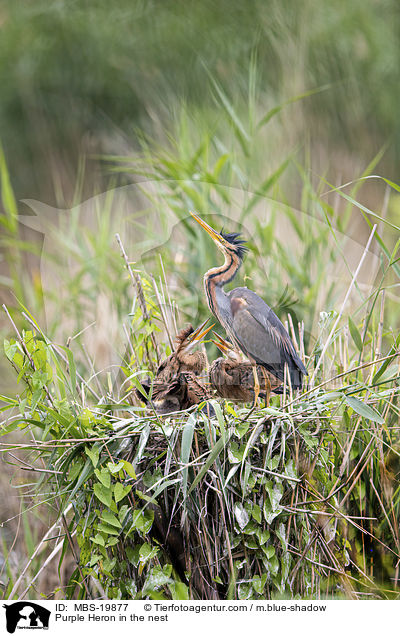 Purpurreiher im Nest / Purple Heron in the nest / MBS-19877