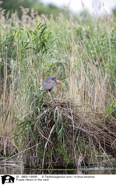 Purpurreiher im Nest / Purple Heron in the nest / MBS-19896