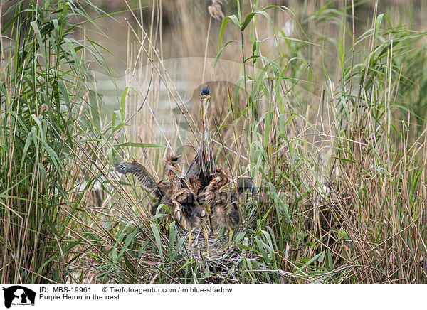 Purpurreiher im Nest / Purple Heron in the nest / MBS-19961