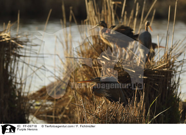 Purpurreiher / Purple Herons / FF-09718