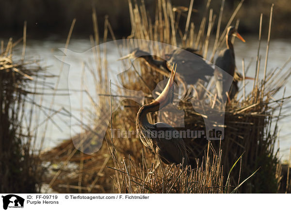 Purpurreiher / Purple Herons / FF-09719