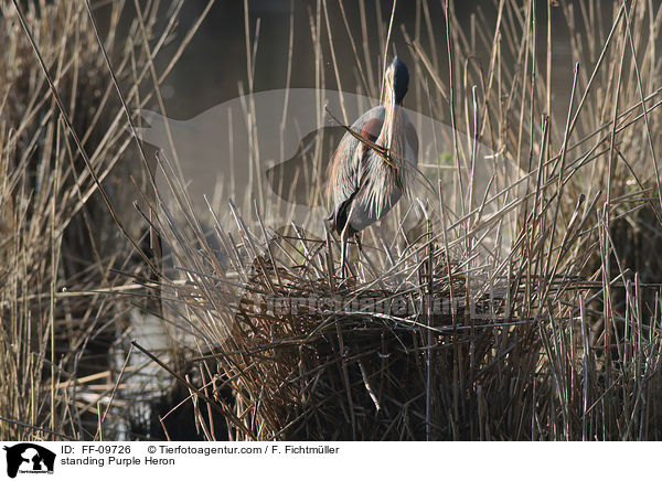 stehender Purpurreiher / standing Purple Heron / FF-09726