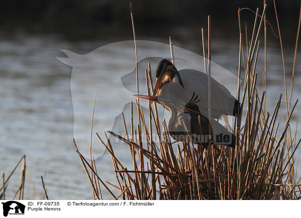 Purpurreiher / Purple Herons / FF-09735