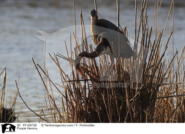 Purpurreiher / Purple Herons / FF-09738