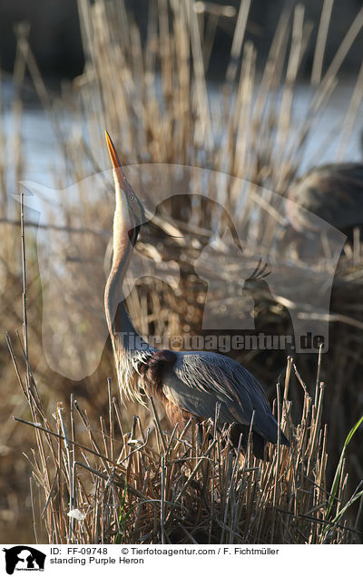 stehender Purpurreiher / standing Purple Heron / FF-09748