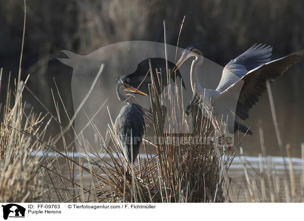 Purpurreiher / Purple Herons / FF-09763