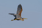 purple heron