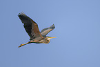 purple heron