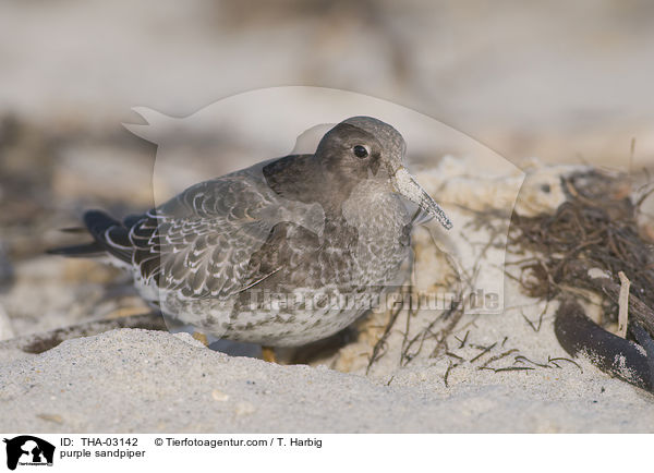 Meerstrandlufer / purple sandpiper / THA-03142