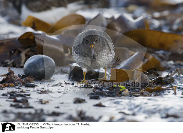 laufender Meerstrandlufer / walkiung Purple Sandpiper / THA-08235