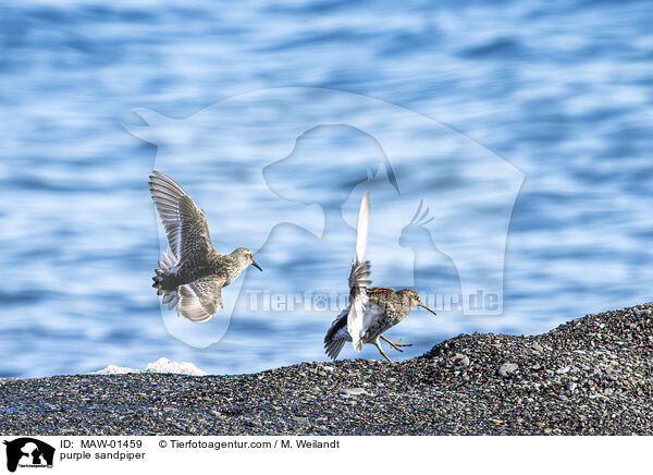 purple sandpiper / MAW-01459