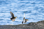 purple sandpiper