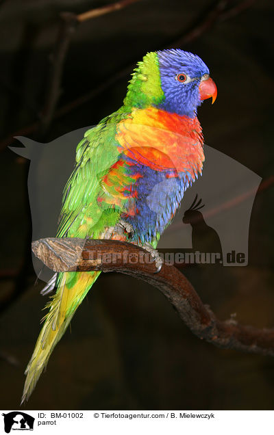 Gebirgslori / parrot / BM-01002