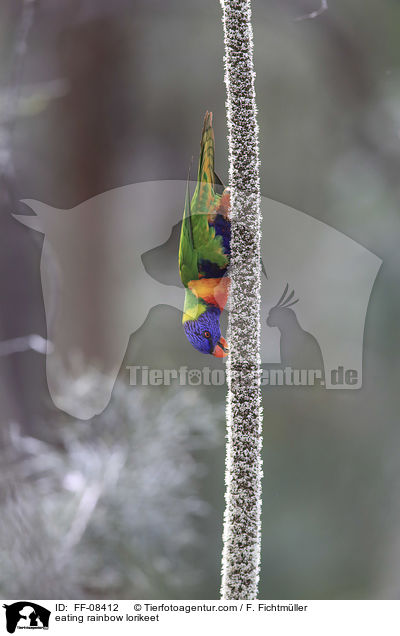 fressender Allfarblori / eating rainbow lorikeet / FF-08412