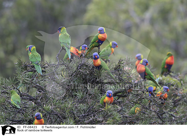 Schwarm von Allfarbloris / flock of rainbow lorikeets / FF-08423