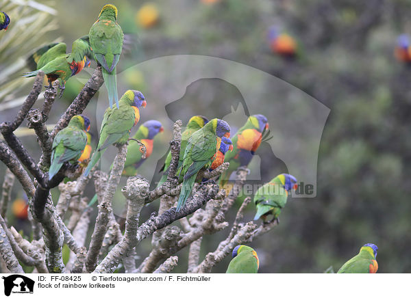 Schwarm von Allfarbloris / flock of rainbow lorikeets / FF-08425