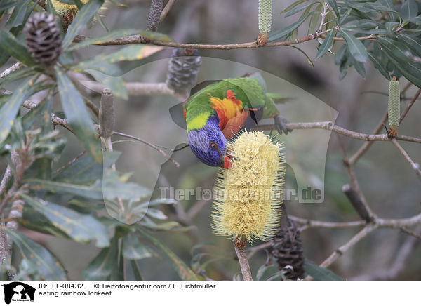 fressender Allfarblori / eating rainbow lorikeet / FF-08432