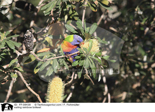 fressender Allfarblori / eating rainbow lorikeet / FF-08438