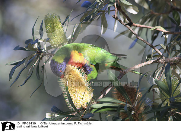 fressender Allfarblori / eating rainbow lorikeet / FF-08439