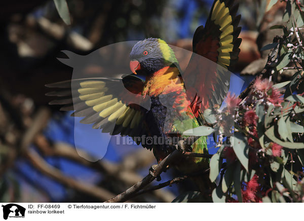 rainbow lorikeet / FF-08469