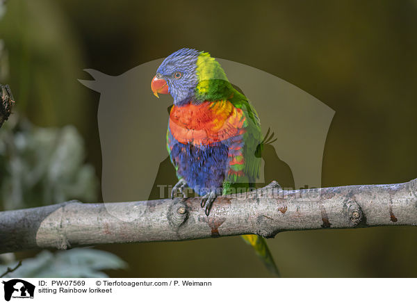 sitzender Allfarblori / sitting Rainbow lorikeet / PW-07569