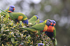 rainbow lorikeets