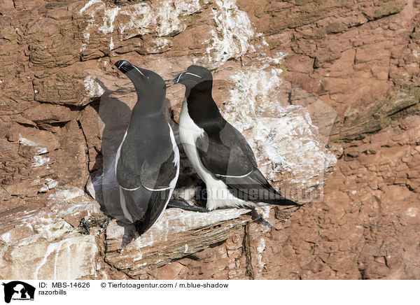 Tordalks / razorbills / MBS-14626