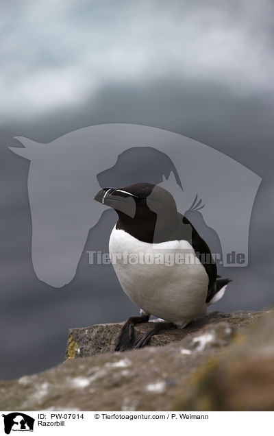 Tordalk / Razorbill / PW-07914