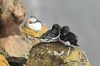 razorbills