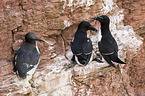 razorbills