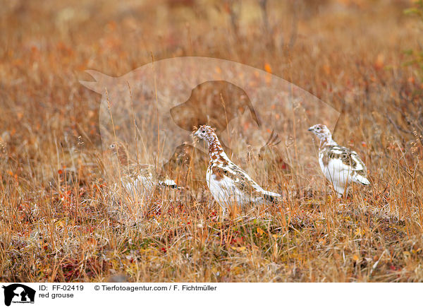 red grouse / FF-02419