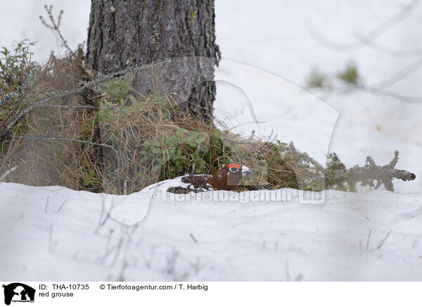 red grouse / THA-10735