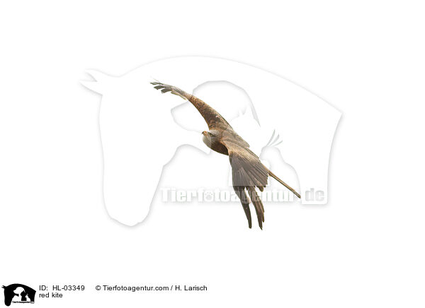 red kite / HL-03349