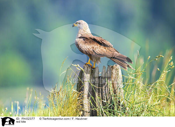 Rotmilan / red kite / FH-02377