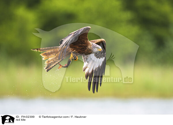 Rotmilan / red kite / FH-02399