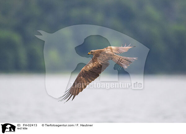 Rotmilan / red kite / FH-02413