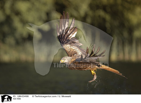 red kite / UM-03498