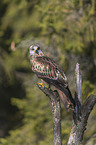 red kite sits on branch